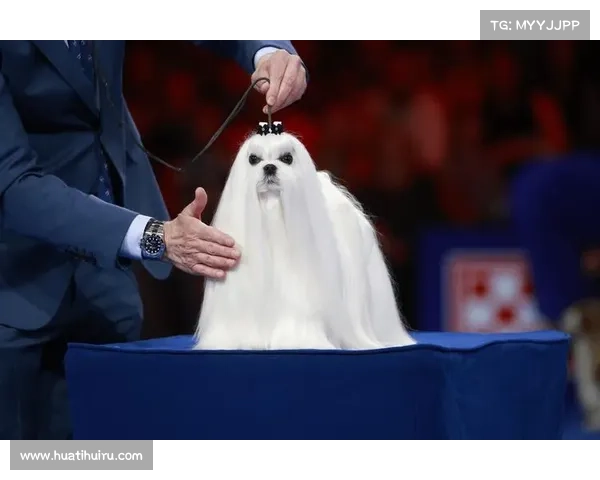 汇丰冠军赛上海回归,总奖金飙升至2100万美元 汇丰冠军赛上海回归,总奖金飙升至2100万美元